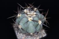 Echinocactus horizonthalonius VZD 481